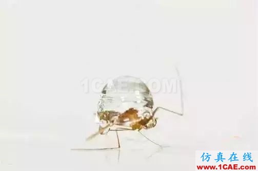 为什么蚊子永远不会被雨砸死?千万别被孩子问住了!fluent流体分析图片11