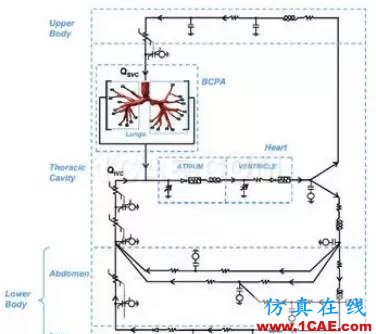 看ANSYS公司如何利用CFD助力心脏病患者手术fluent分析图片3